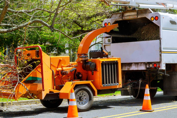 How Our Tree Care Process Works  in  Kent Acres, DE